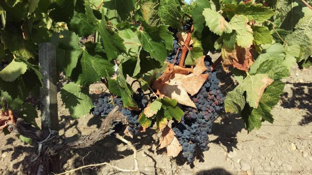 Au Coeur Des Vignobles Bed and Breakfast Saint-Estèphe Εξωτερικό φωτογραφία